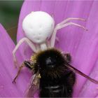 Hummel gegen Spinne II