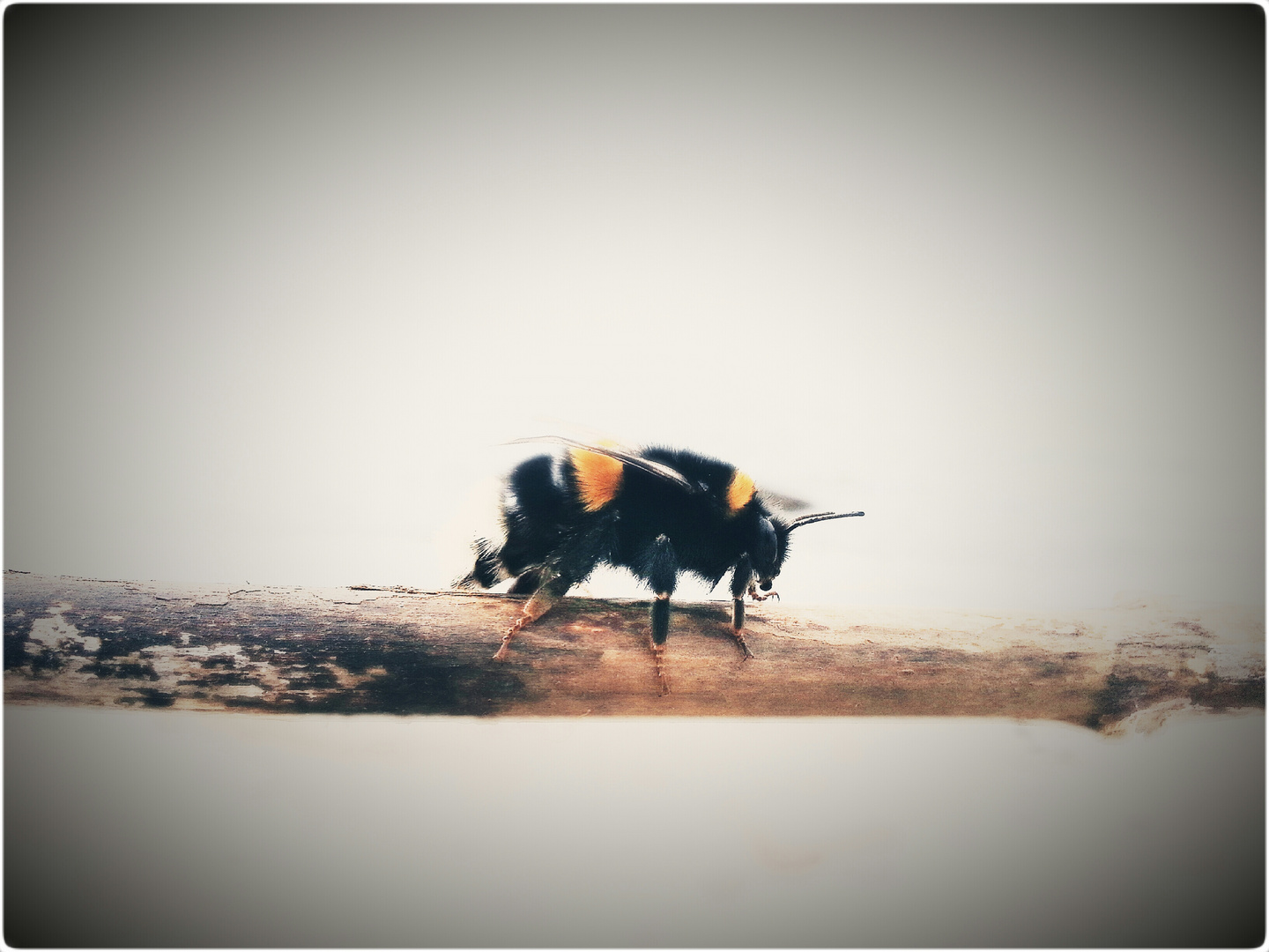 Hummel geht auf Wanderschaft...