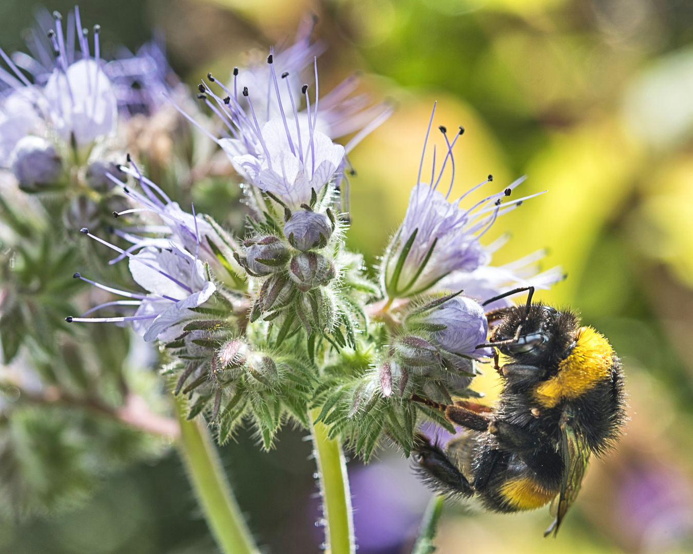 Hummel geht fremd