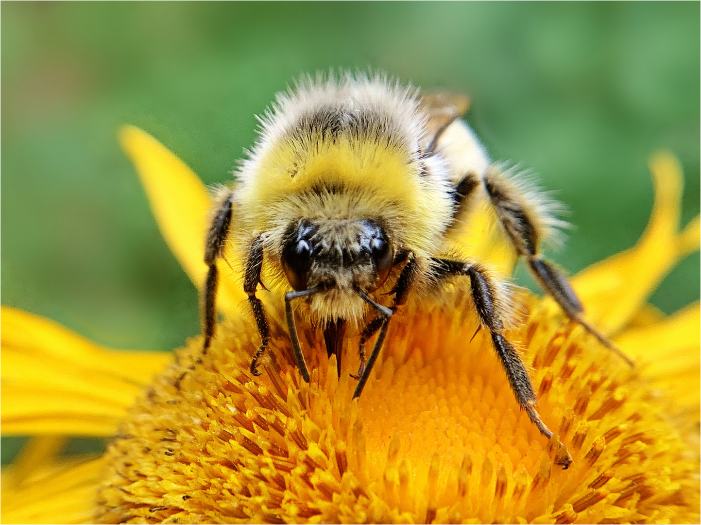 Hummel genießt den Nektar