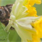 Hummel gesichtet