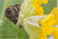 Hummel gesichtet