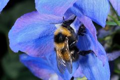 Hummel gibt Ritter die Sporen