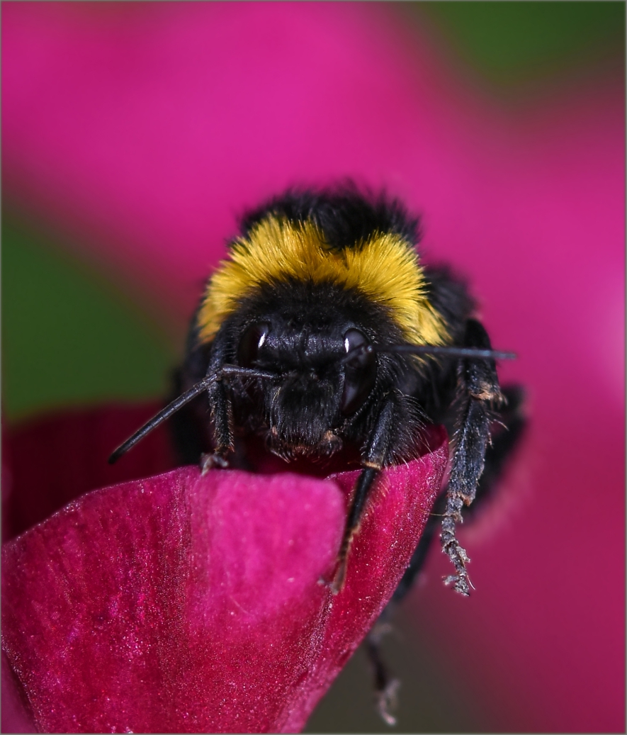 Hummel, Gladiole, ein früher Morgen und schlechte Laune