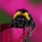 Hummel, Gladiole, ein früher Morgen und schlechte Laune