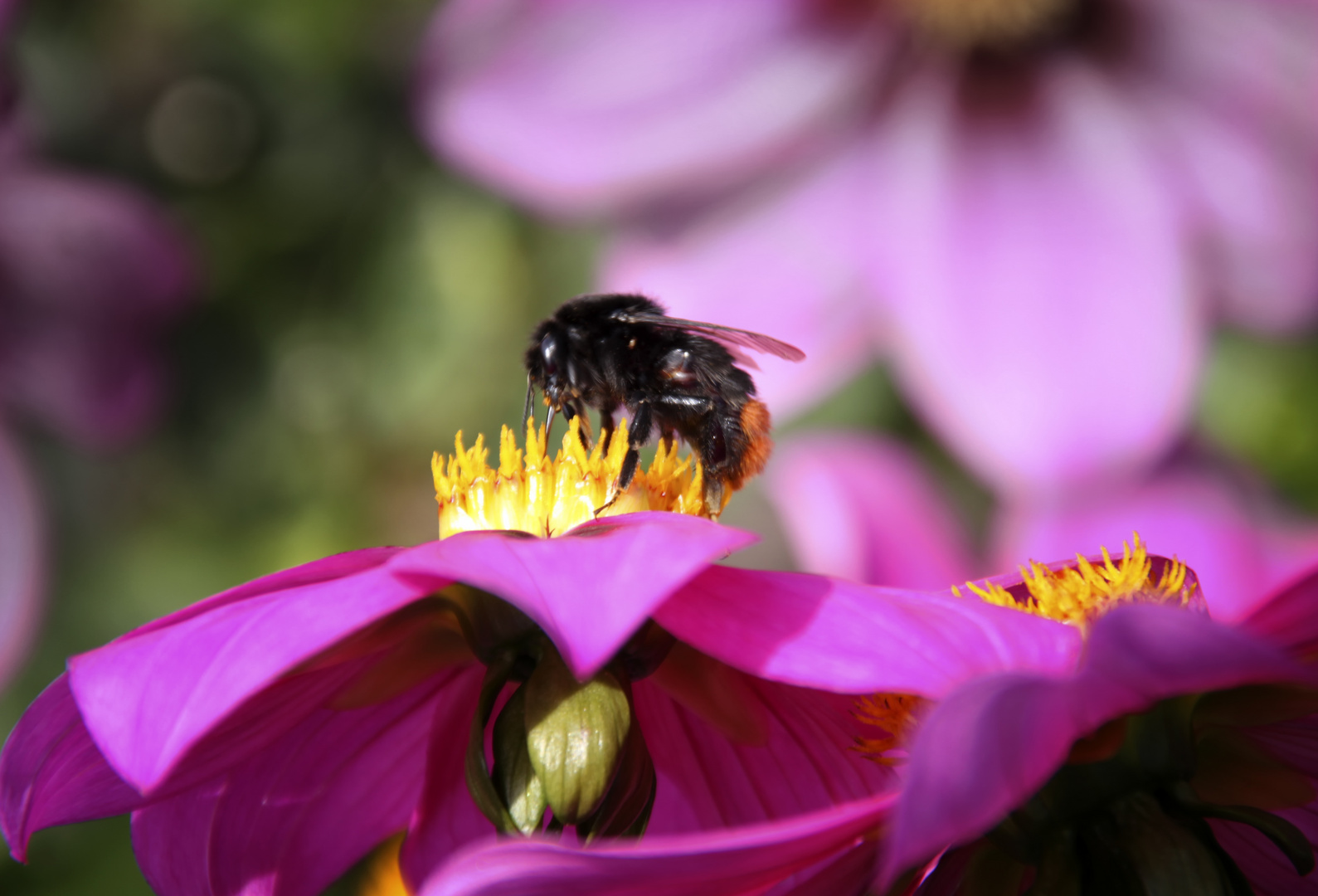 Hummel / Glück