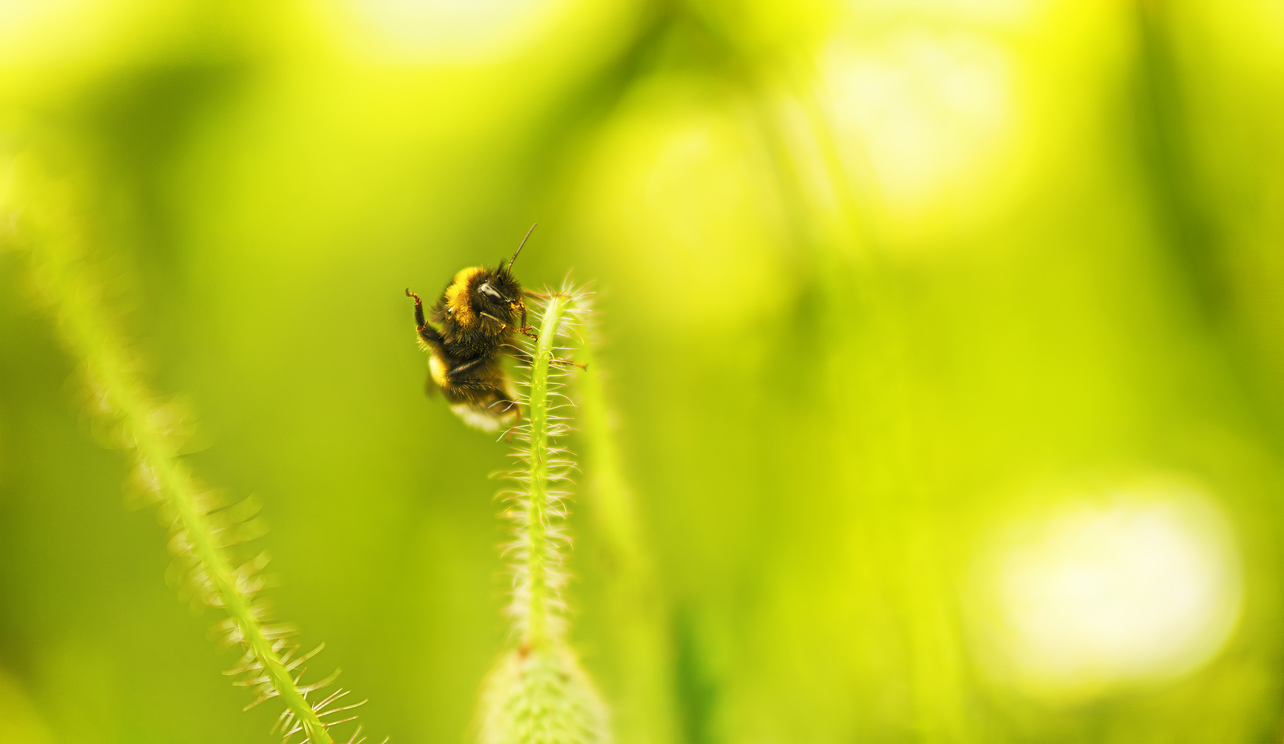 hummel grüße, gib 5 oder doch 1 ...