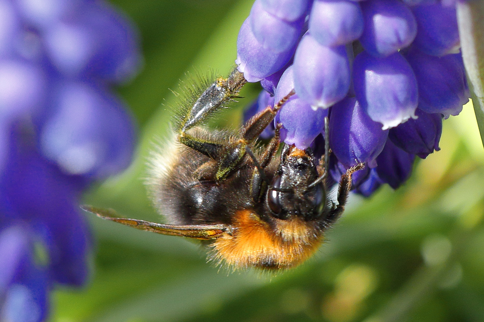 Hummel, hängend