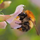 Hummel hängt an der Zwergginsterblüte