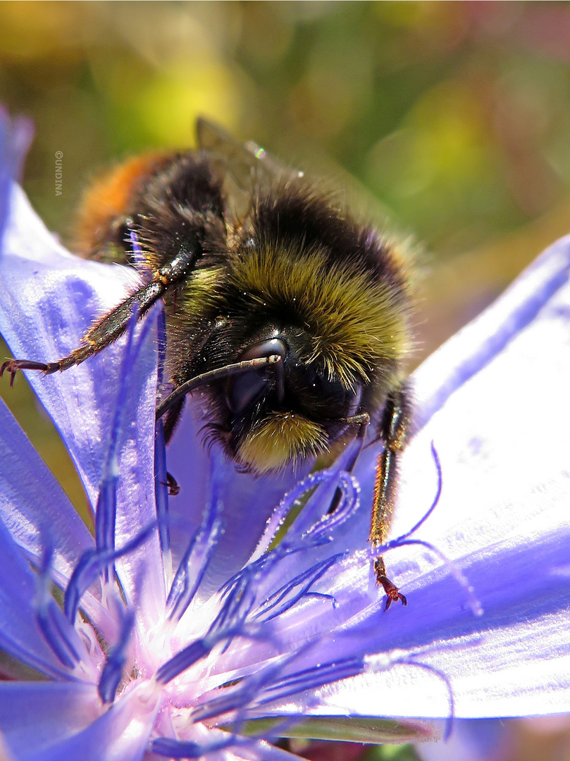 Hummel hängt (ein wenig betrunken) auf einer Blüte