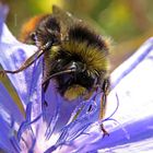 Hummel hängt (ein wenig betrunken) auf einer Blüte