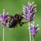 Hummel hangelt sich von Blüte zu Blüte 220626OMM31557