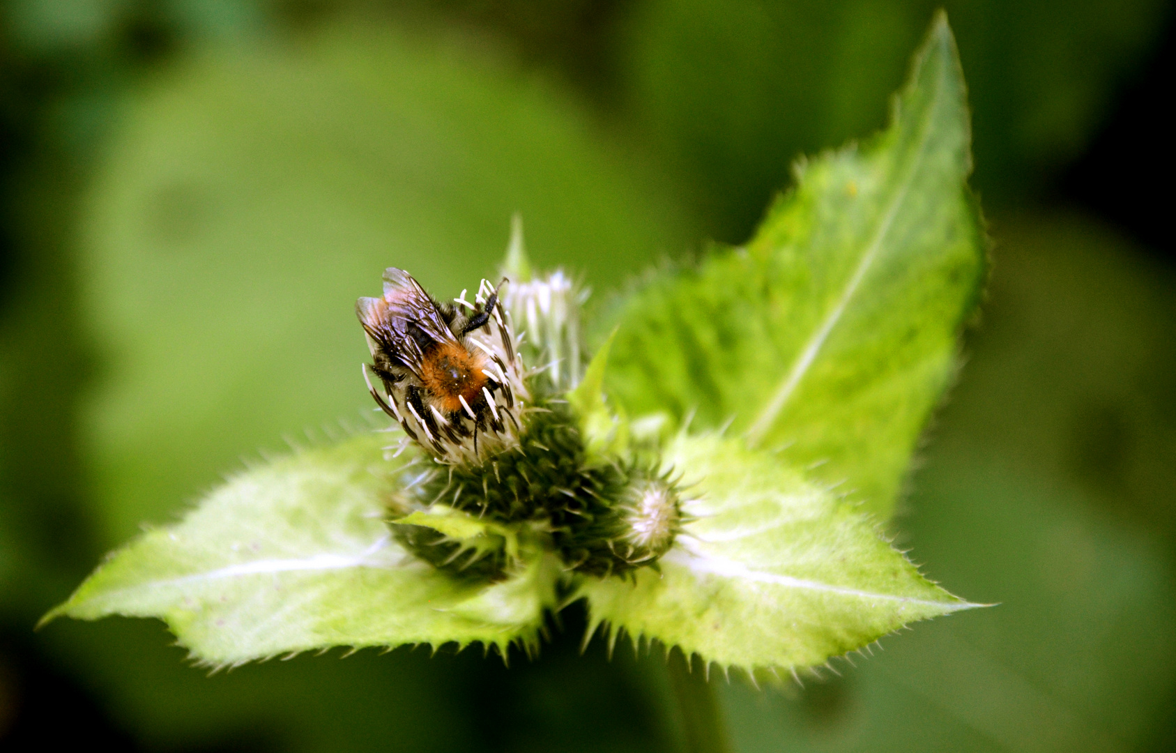 Hummel hat hunger! :)