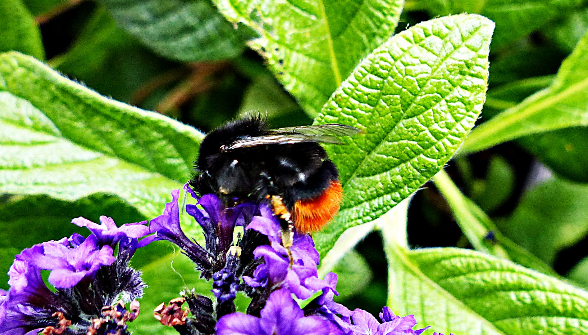 Hummel hat Hunger