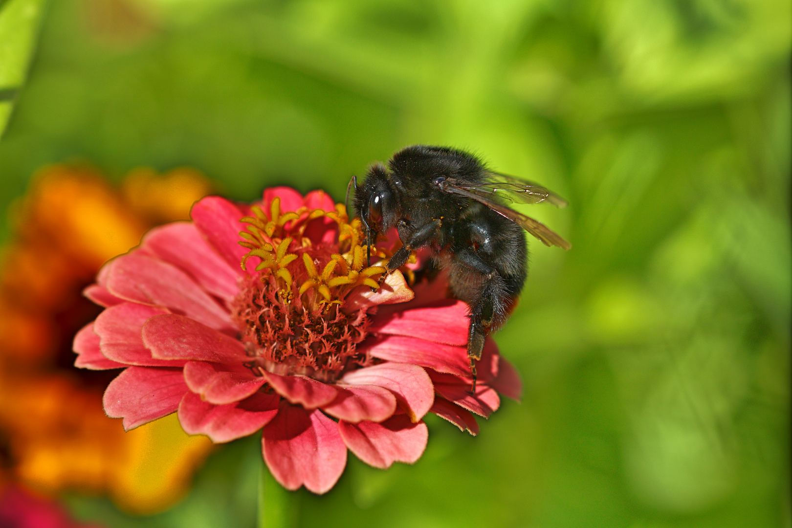 Hummel HDR