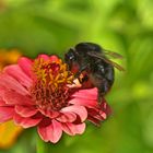 Hummel HDR