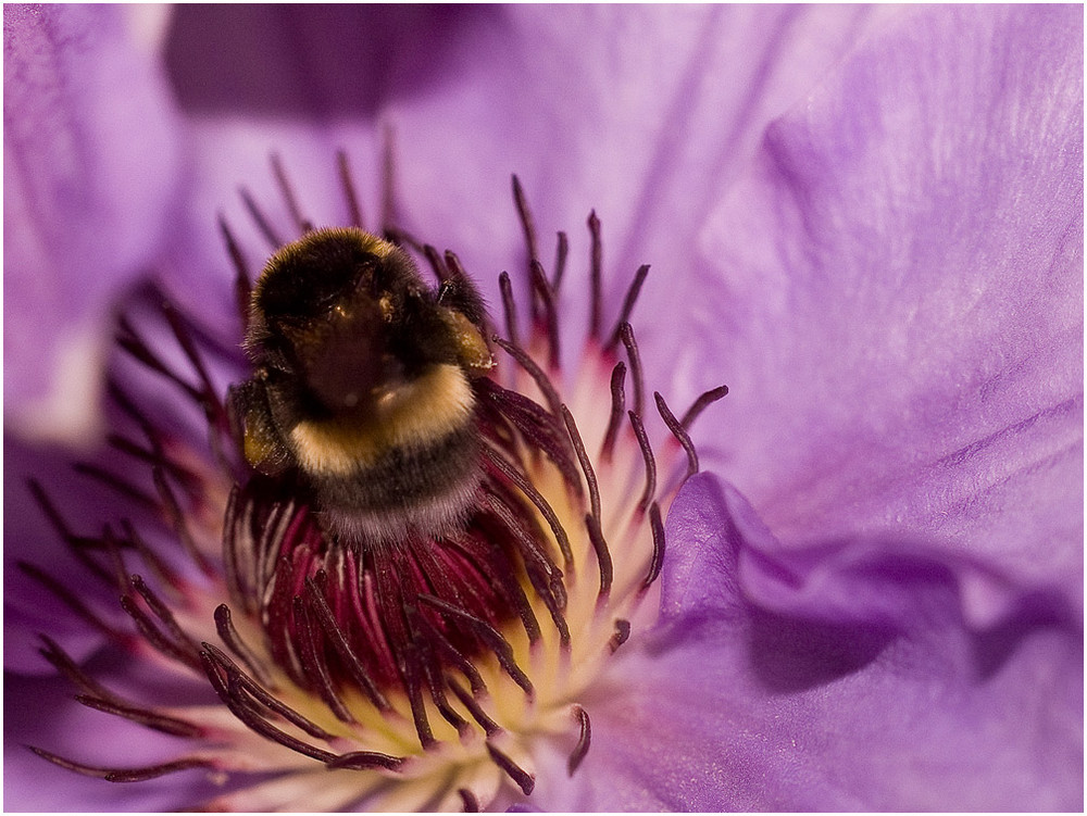 Hummel - heimischer Garten