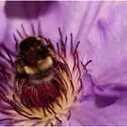 Hummel - heimischer Garten