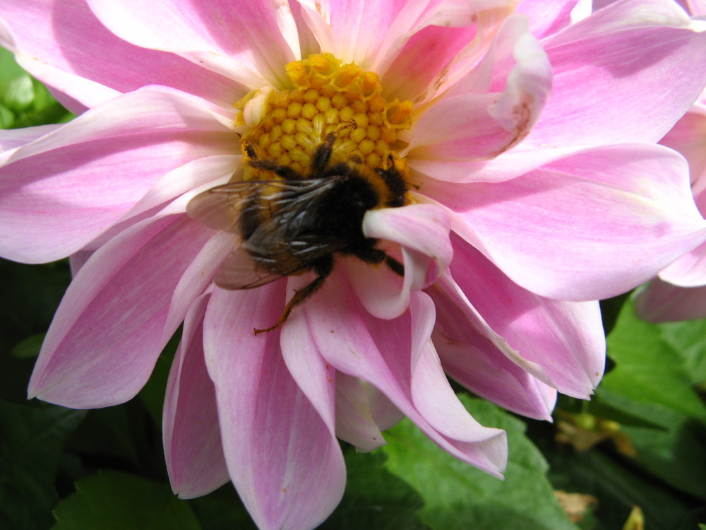 Hummel - Herbstbesuch