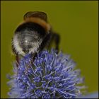 Hummel Hinterteil...