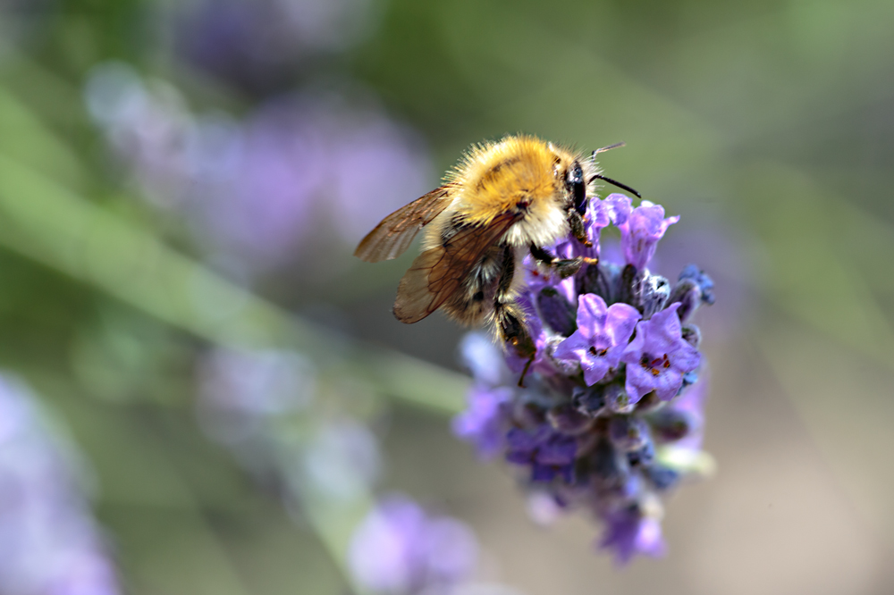 Hummel, Hummel