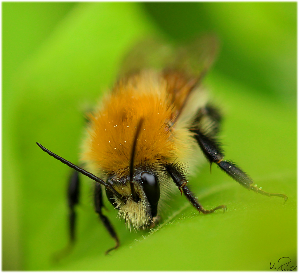 Hummel Hummel 1