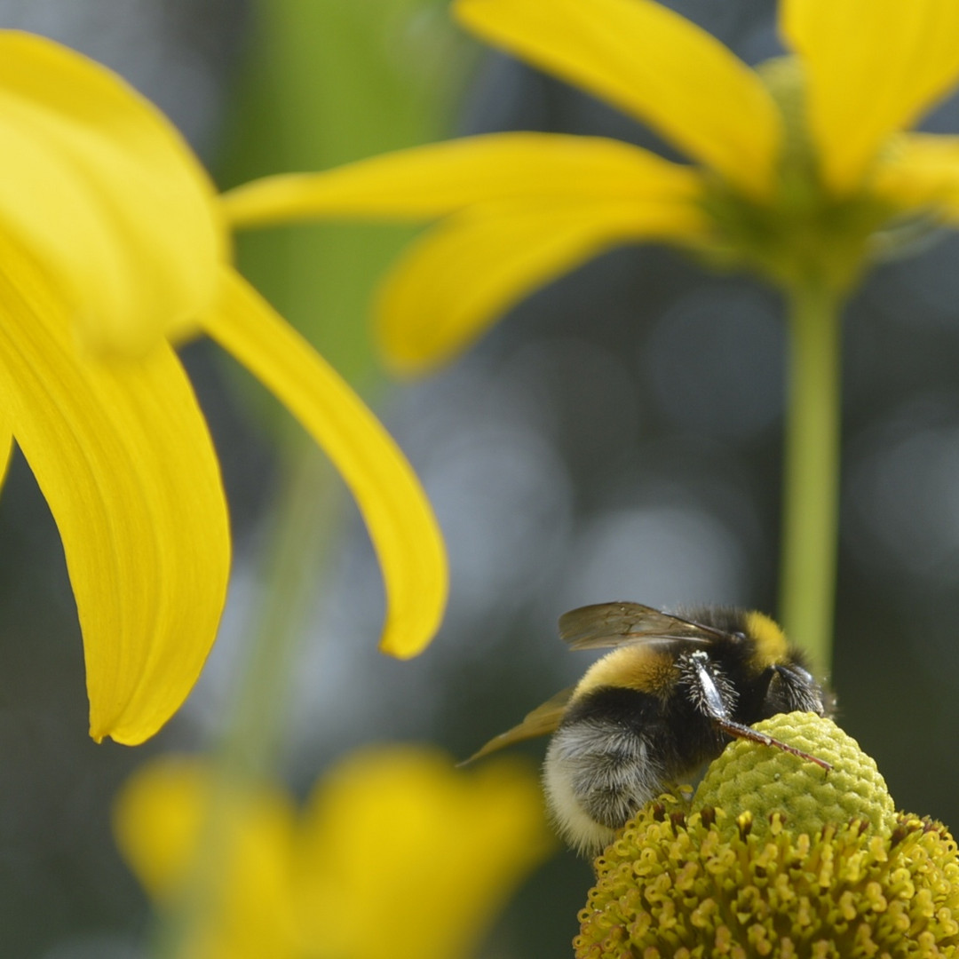 Hummel Hummel