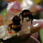 Hummel, Hummel -