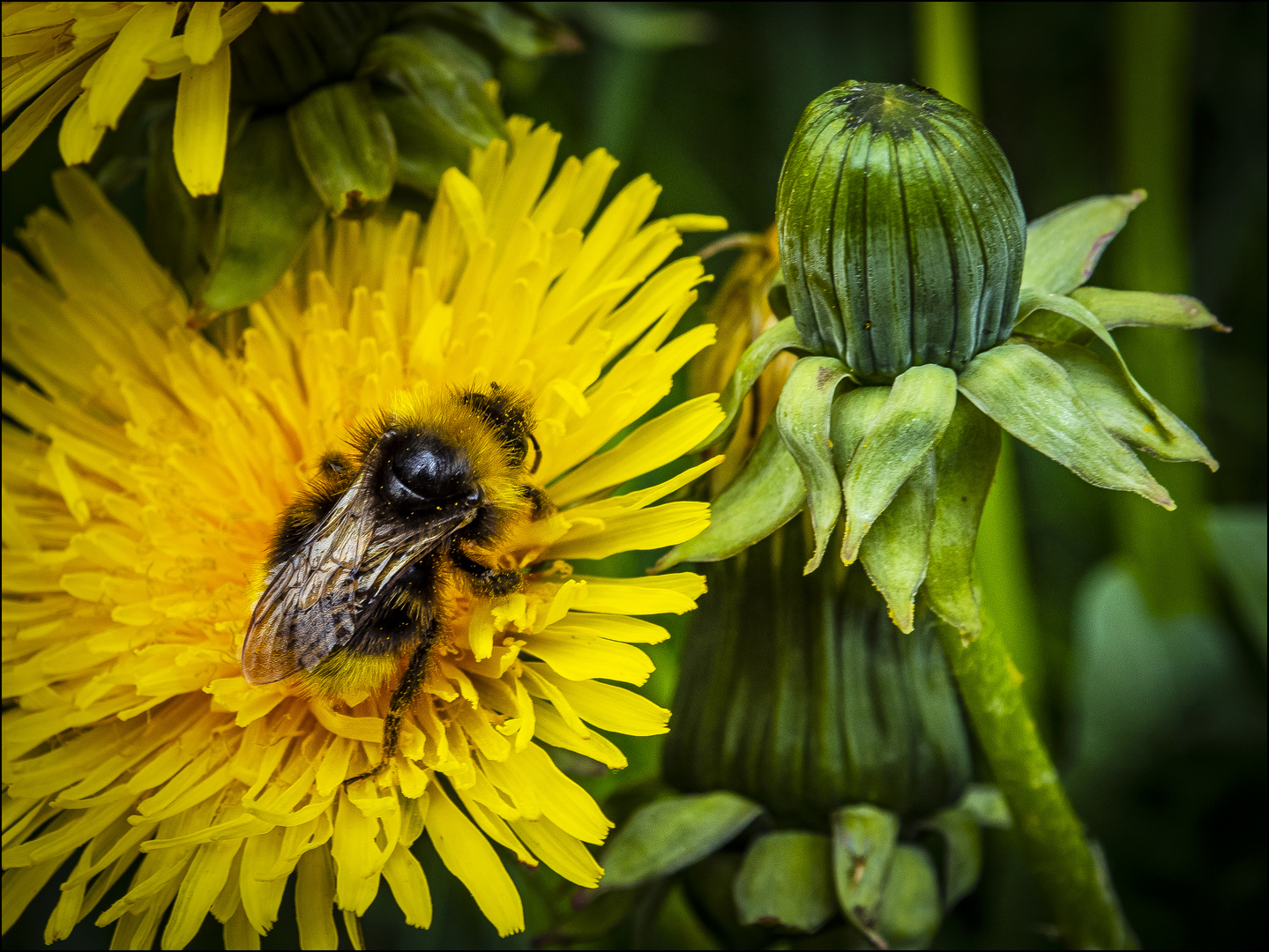 Hummel, Hummel...