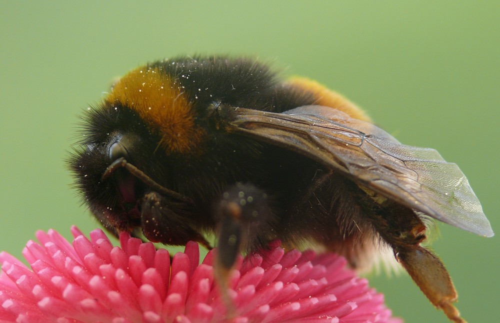 Kvæle af kalv Hummel, Hummel Foto & Bild | tiere, wildlife, insekten Bilder auf  fotocommunity