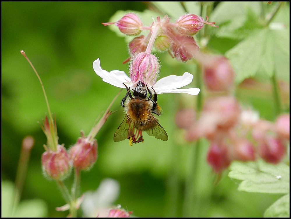 Hummel - Hummel