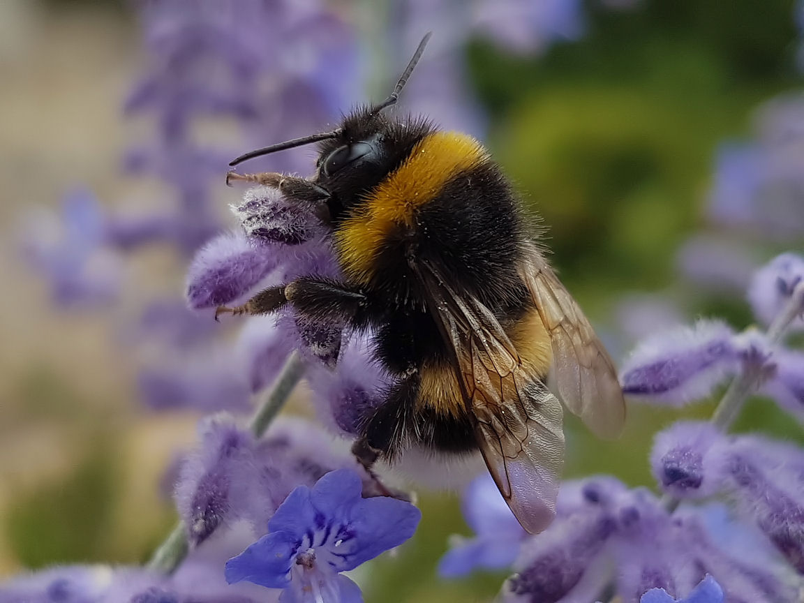 Hummel, Hummel ...