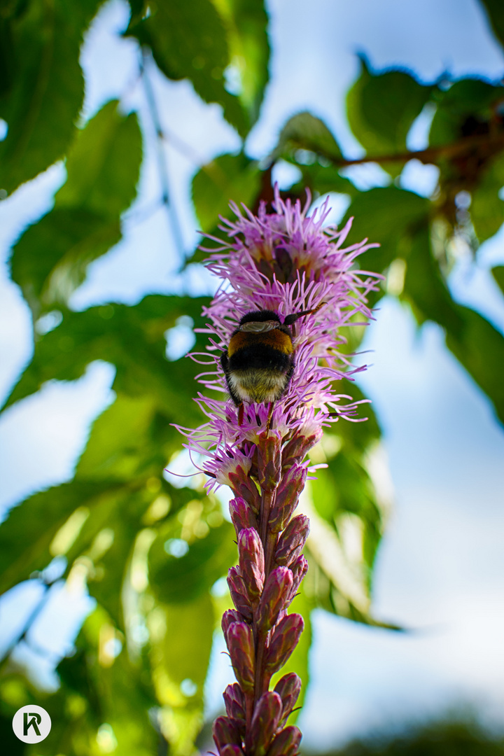 Hummel, Hummel, ...