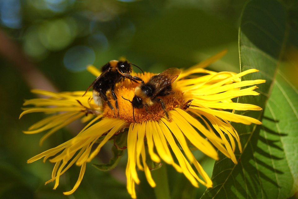 Hummel, Hummel