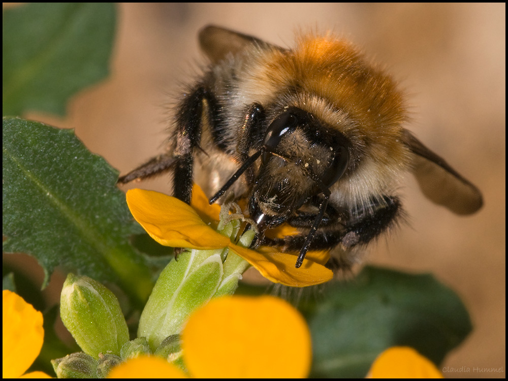 Hummel Hummel...