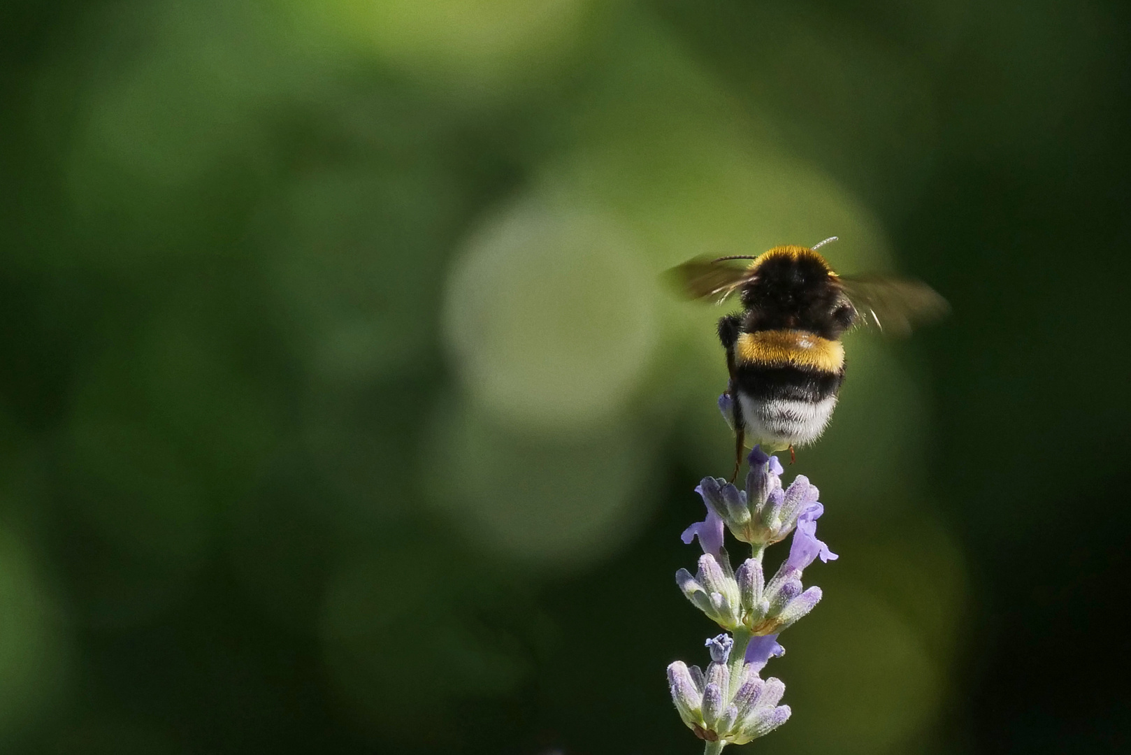 Hummel, Hummel.....