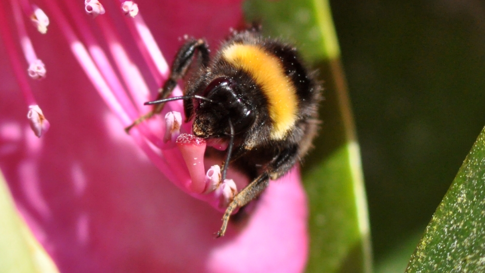 Hummel, Hummel!