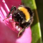 Hummel, Hummel!