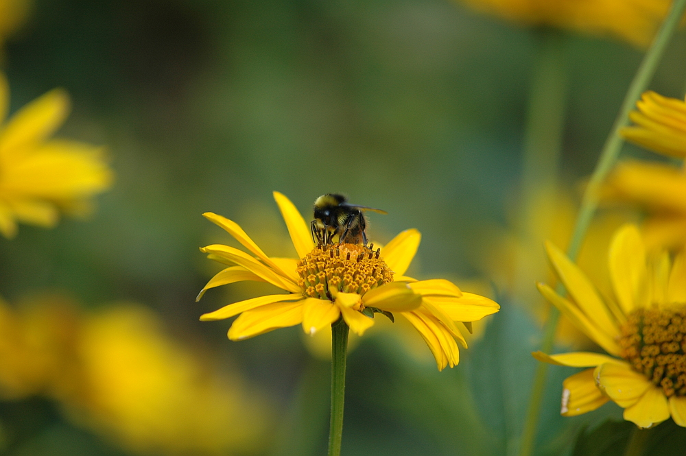 Hummel Hummel...