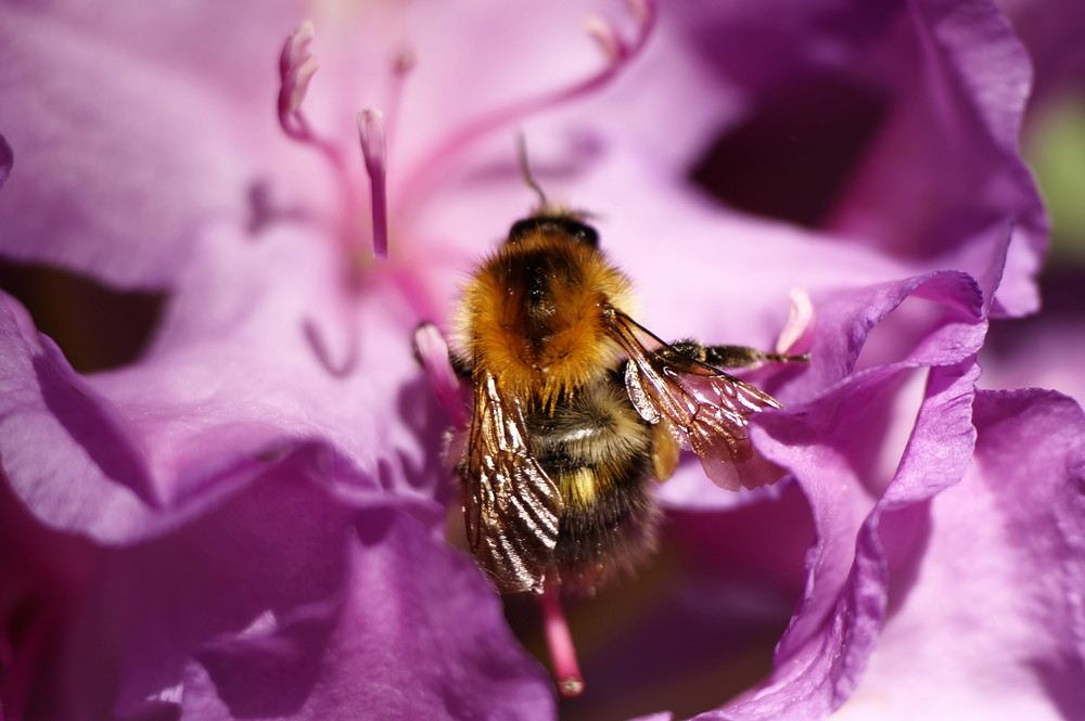 Hummel, Hummel im Biergarten