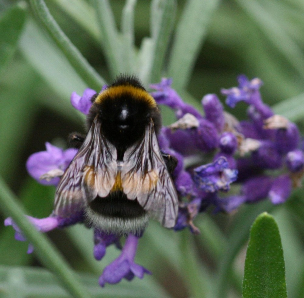 Hummel, Hummel - Mors, Mors!