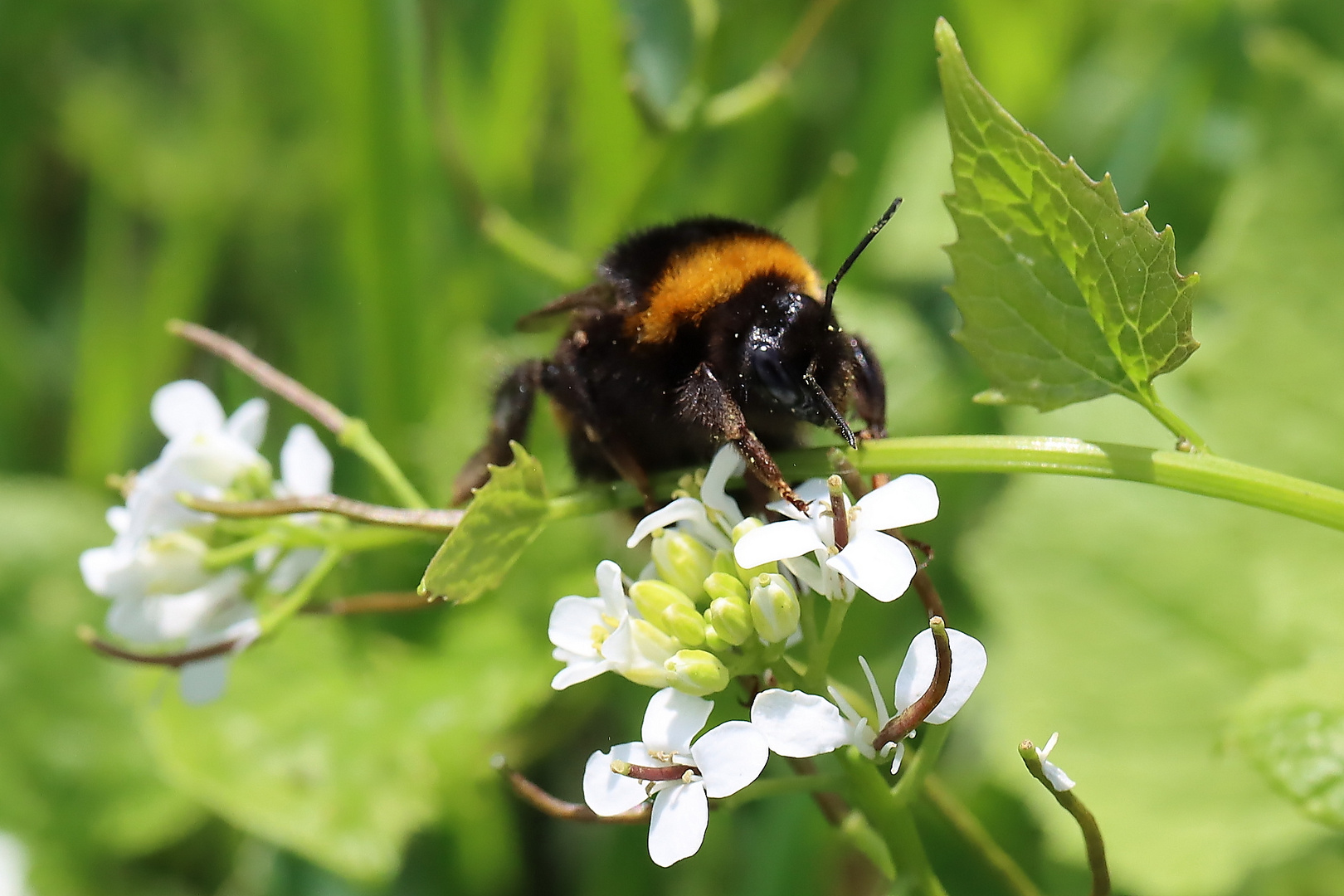 Hummel, Hummel - Mors, Mors