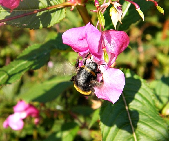 Hummel-Hummel Mors Mors