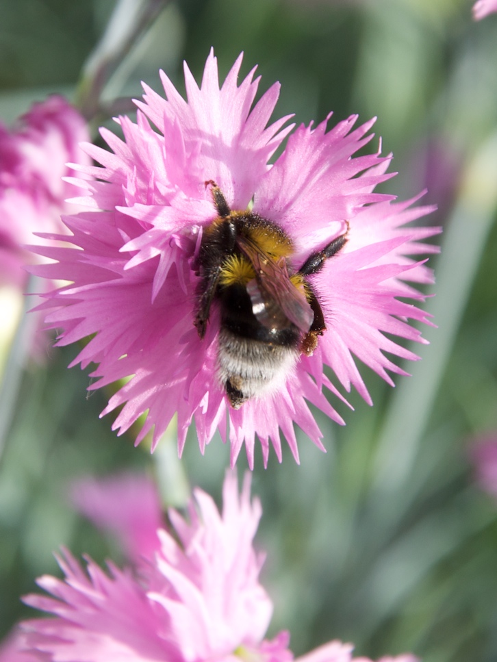 Hummel Hummel, Mors Mors! von Dorit Gräf 