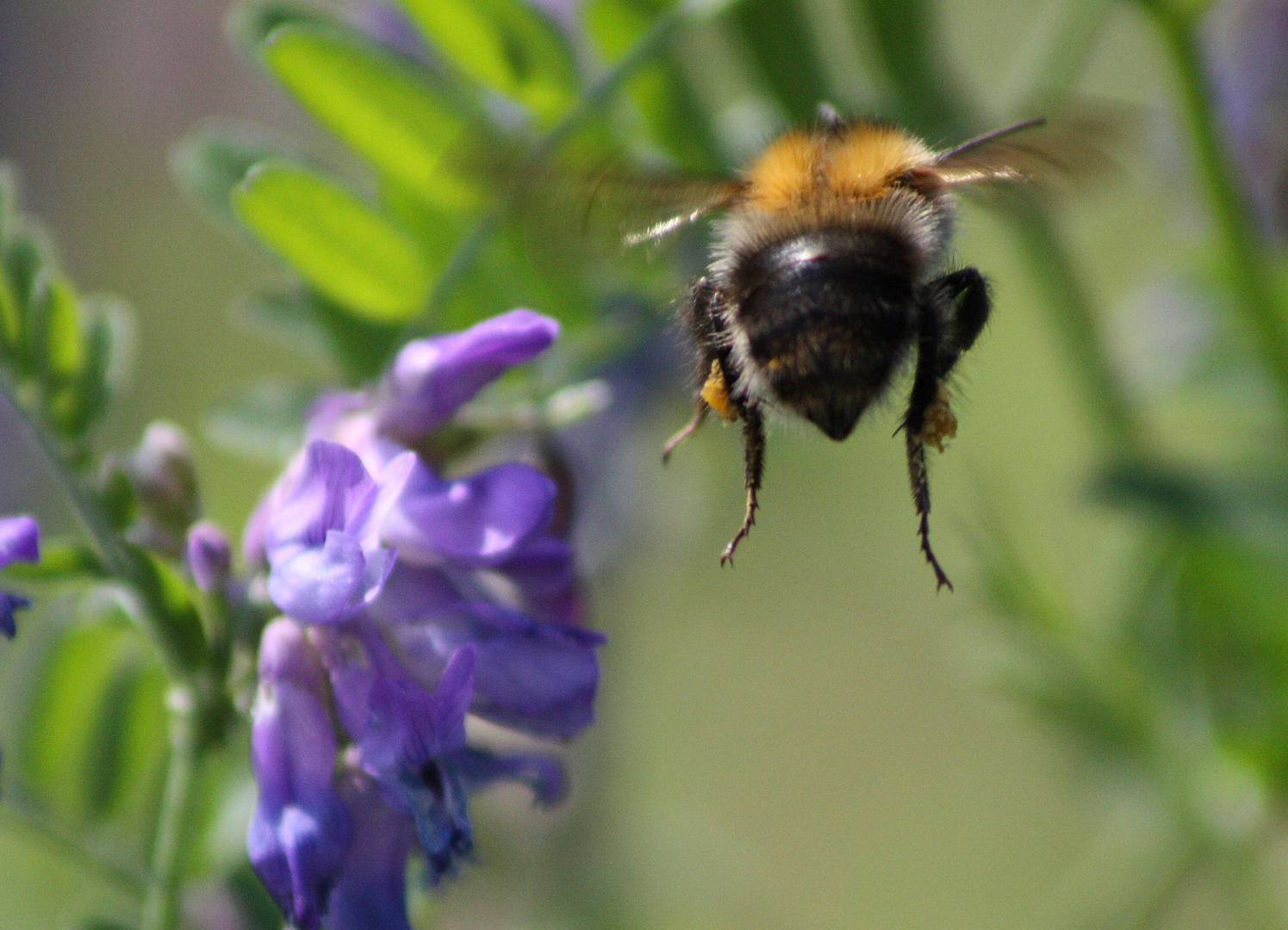 Hummel, Hummel - Mors, Mors - Nein, Mors einer Hummel...