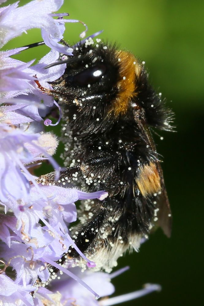 Hummel (I)