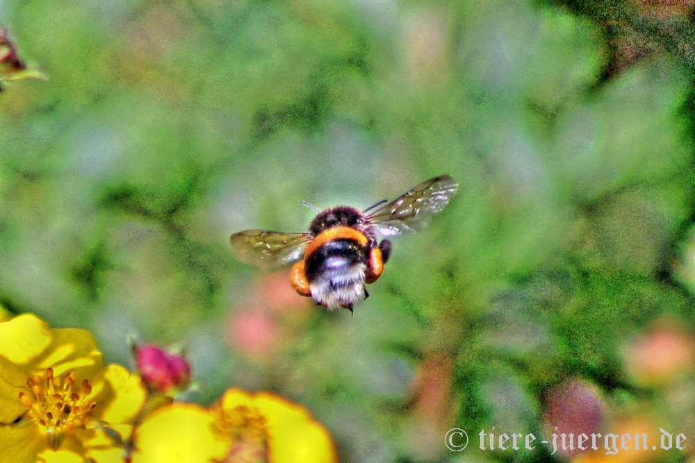 Hummel - Ich mach ´nen Abflug