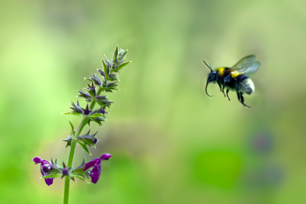 Hummel II