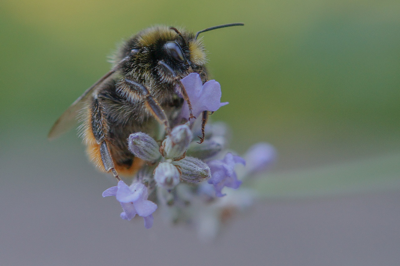 Hummel II