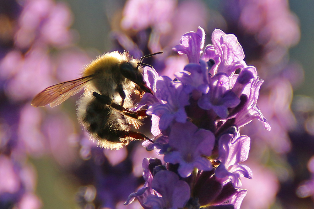 Hummel im abendlichen Gegenlicht